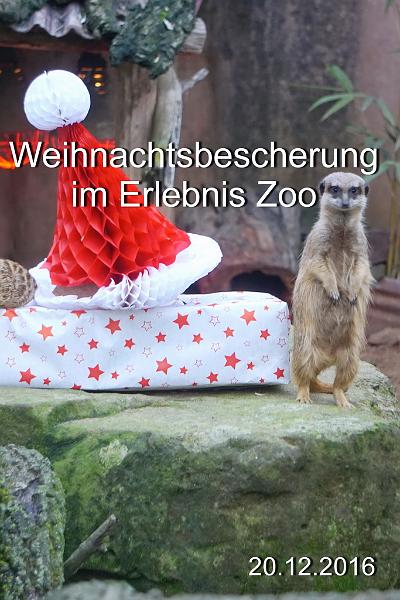 2016-12-17 11-36-49.JPG